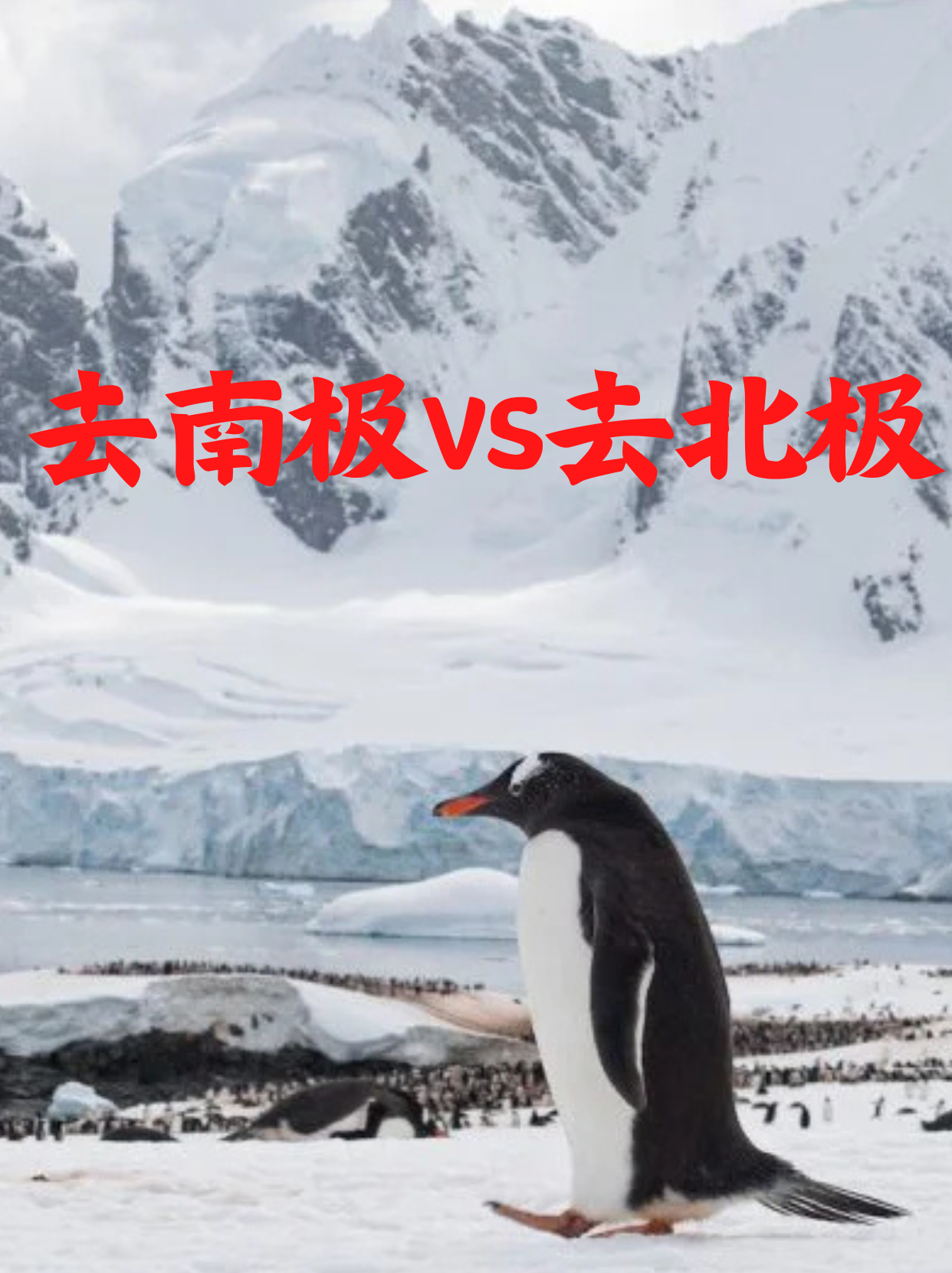 第一次极地旅行，该选南极还是北极？ - 南极博士